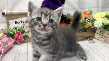 アメリカンショートヘア【埼玉県・女の子・2018年8月18日・ブルータビー】の写真「良く食べて健康的なまん丸お顔の可愛い女の子」