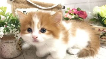 マンチカン(短足)【埼玉県・女の子・2019年7月23日・レッドタビー&ホワイト（ロングコート）】の写真「ふわふわ可愛い短足ちゃん」