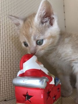 マンチカン【埼玉県・女の子・2016年10月22日・レッドタビー(薄い)（短毛）】の写真「薄いレッドの甘えん坊の女の子」