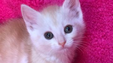 マンチカン【埼玉県・男の子・2017年11月20日・クリームタビー】の写真「お正月お年玉セール☆1/15迄足長くん」