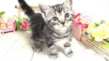 アメリカンショートヘア【埼玉県・女の子・2019年6月20日・シルバータビー】の写真「1人っ子のムチムチボディの可愛い女の子」