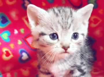 マンチカン【埼玉県・男の子・2017年2月17日・シルバータビー（短毛）】の写真「丸々ボディ&お顔で可愛い僕です C」