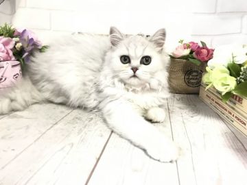 ペルシャ(チンチラ)【埼玉県・女の子・2019年5月20日・チンチラシルバー（ロングコート）】の写真「両親共にPKDクリア・パパ:グランドチャンピオン」