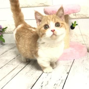 マンチカン【埼玉県・女の子・2022年5月15日・レッドタビー&ホワイト】の写真「遊ぶのも抱っこも大好き♡人懐こく可愛い短足ちゃん」