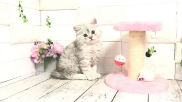 ミヌエット【埼玉県・男の子・2021年4月2日・シェーデットシルバー（長毛）】の写真「めっちゃ可愛い長足くん♡★セール開始★」