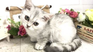 ミヌエット【埼玉県・女の子・2019年6月27日・シェーデットシルバー（ショート）】の写真「特別価格にて販売開始！」