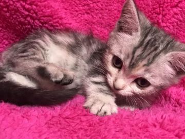 マンチカン(短足)【埼玉県・女の子・2017年11月20日・シルバーパッチドタビー】の写真「とても人懐っこい可愛い足短ちゃん♡ゴロゴロ大好き」