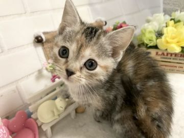 マンチカン(長足)【埼玉県・女の子・2019年1月12日・シルバーパッチドタビー】の写真「とても大人しく可愛い長足ちゃん」