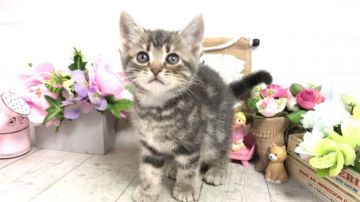 アメリカンショートヘア【埼玉県・男の子・2019年9月27日・ブルータビー】の写真「おっとり可愛い★パパWチャンピオン🏆」