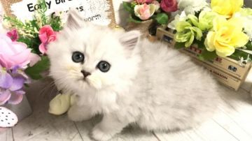 ペルシャ(チンチラ)【埼玉県・女の子・2019年9月24日・チンチラシルバー（ロング）】の写真「両親共にPKD検査◎パパグランドチャンピオン🏆」