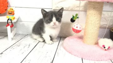 マンチカン【埼玉県・男の子・2021年10月29日・ブルー&ホワイト】の写真「お目目ぱっちりまん丸お顔のハチワレ可愛い極短足くん」