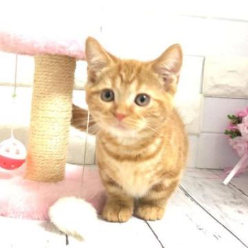 マンチカン(短足)【埼玉県・男の子・2022年10月27日・レッドタビー】の写真「遊ぶの大好きでとても可愛い短足くん」