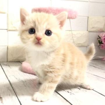 マンチカン【埼玉県・男の子・2023年2月10日・クリームタビー】の写真「まだまだ赤ちゃんですが募集開始します♡」