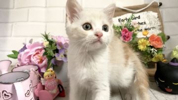 マンチカン(長足)【埼玉県・男の子・2018年9月6日・クリームタビー&ホワイト】の写真「間も無く販売終了！本日12時までの販売です」