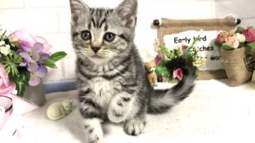 アメリカンショートヘア【埼玉県・女の子・2019年1月2日・シルバータビー】の写真「おっとり可愛い性格の女の子ちゃん」