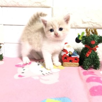 マンチカン【埼玉県・女の子・2023年11月6日・クリームタビー&ホワイト】の写真「まん丸お顔の可愛い長足女の子ちゃん」