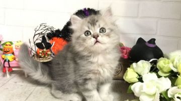 ミヌエット【埼玉県・男の子・2019年9月11日・ブルータビー（セミロング）】の写真「遊ぶの大好き❤️めっちゃ可愛い長足くん」