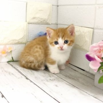マンチカン(短足)【埼玉県・男の子・2023年4月16日・レッドタビー&ホワイト】の写真「とても美形なお顔の可愛い短足くん♡」