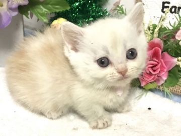 マンチカン(短足)【埼玉県・女の子・2018年11月27日・クリームタビー】の写真「薄くて綺麗な優しいクリームの極短足ちゃん」