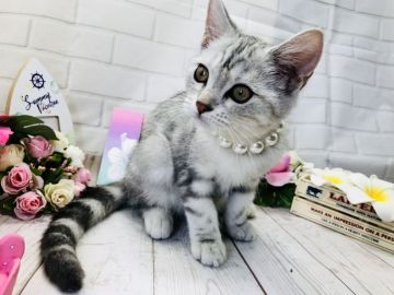 マンチカン(長足)【埼玉県・男の子・2018年5月17日・シルバータビー】の写真「人懐こくゴロゴロ喉鳴らす可愛い長足くん」