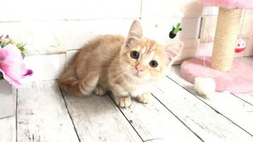 マンチカン【埼玉県・女の子・2021年7月19日・クリームタビー】の写真「おっとり性格もお顔もとても可愛い短足ちゃん」