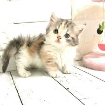 マンチカン(短足)【埼玉県・女の子・2022年8月6日・キャリコ】の写真「綺麗な柄でまん丸顔がとても可愛い短足ちゃん」