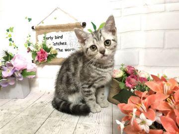 アメリカンショートヘア【埼玉県・女の子・2019年10月10日・シルバータビー】の写真「可愛い女の子♡パパWチャンピオン🏆」
