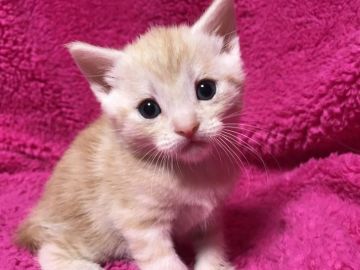 マンチカン(長足)【埼玉県・男の子・2018年2月10日・クリームタビー】の写真「人気のクリーム長足くん」