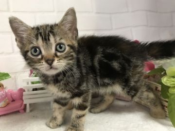 アメリカンショートヘア【埼玉県・女の子・2019年4月12日・ブラウンパッチドタビー】の写真「掲載6/12迄 グーンとお下げしてあります！」