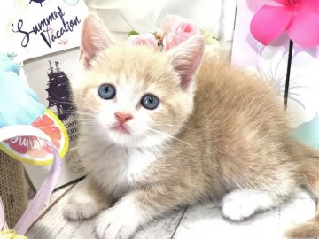 マンチカン(長足)【埼玉県・女の子・2018年7月30日・クリームタビー&ホワイト】の写真「明るめ人気のクリーム＆ホワイト長足の可愛子ちゃん」