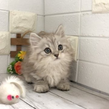 ミヌエット【埼玉県・男の子・2023年2月4日・シェーデットシルバー（セミロング）】の写真「まだまだ赤ちゃんですが募集開始します♡」