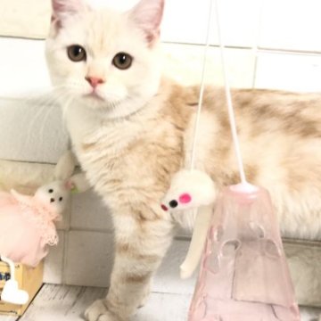 マンチカン【埼玉県・男の子・2023年5月26日・クリームタビー】の写真「お顔も性格も抜群に可愛い長足君」