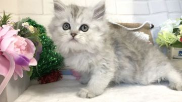ペルシャ(チンチラ)【埼玉県・男の子・2018年10月24日・チンチラシルバー（ロングコート）】の写真「12/27迄の販売です！クリスマス限定3日間セール」