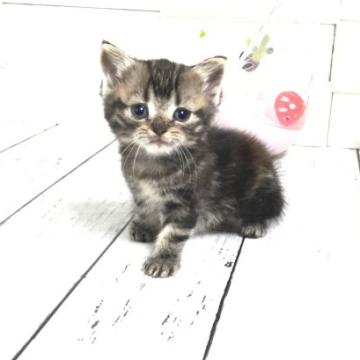 マンチカン【埼玉県・男の子・2022年6月19日・ブラウンタビー】の写真「まだまだ幼いですが募集開始します」