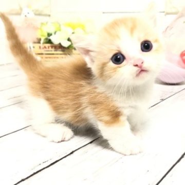 マンチカン【埼玉県・男の子・2023年5月9日・レッドタビー&ホワイト】の写真「めっちゃ可愛い短足くん♡」