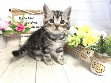 アメリカンショートヘア【埼玉県・男の子・2019年9月27日・シルバータビー】の写真「遊ぶの大好き★パパWチャンピオン🏆」