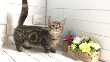 マンチカン【埼玉県・女の子・2021年4月9日・ブラウンパッチドタビー】の写真「抱っこ好き💖人懐こくて性格可愛い子お探しの方必見」