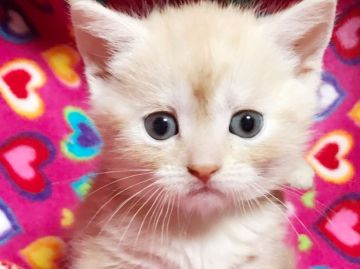 マンチカン【埼玉県・男の子・2017年2月17日・クリームタビー（短毛）】の写真「まん丸お顔絶対可愛いクリーム中足くんY」