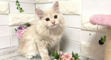 マンチカン【埼玉県・男の子・2021年7月19日・クリームタビー（セミロング）】の写真「ふわふわもこもこでとても可愛い長足くん」