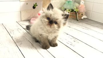 エキゾチックショートヘア【埼玉県・男の子・2022年3月30日・シールリンクスポイント（ロング）】の写真「すっごく甘えん坊で可愛い男の子くん」