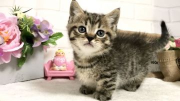 マンチカン(短足)【埼玉県・男の子・2019年2月4日・ブラウンタビー】の写真「ずんぐりむっくりの極短足君」