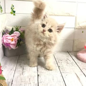 マンチカン【埼玉県・男の子・2022年6月5日・クリーム（セミロング）】の写真「ふわふわモコモコめちゃくちゃ可愛い長足君♡」