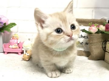 マンチカン(短足)【埼玉県・男の子・2019年2月23日・クリームタビー】の写真「まん丸なお顔で可愛い短足くん」