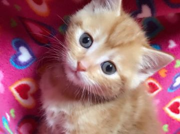 マンチカン【埼玉県・女の子・2017年2月12日・レッドタビー（短毛）】の写真「人気のレッドタビーちゃん③D」