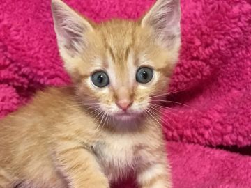マンチカン【埼玉県・男の子・2017年7月1日・レッドタビー】の写真「ムチムチ可愛い足短くん」