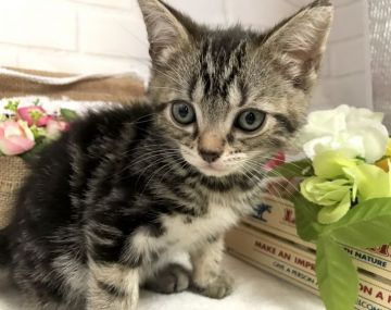 アメリカンショートヘア【埼玉県・女の子・2019年4月12日・ブラウンタビー】の写真「掲載6/5迄で販売終了・グーンとお下げ致しました！」