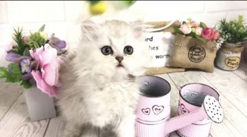 ペルシャ(チンチラ)【埼玉県・男の子・2019年6月16日・チンチラシルバー（ロング）】の写真「人懐こくてめっちゃ可愛い子☆両親共にPKDクリア☆」
