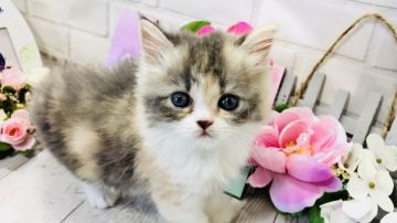 ミヌエット【埼玉県・女の子・2018年6月24日・ダイリュートキャリコ（長毛）】の写真「お顔ペッシャンコの可愛い長足ちゃん」