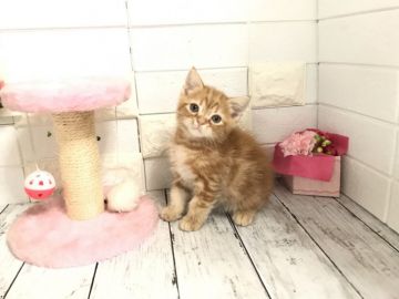 マンチカン【埼玉県・男の子・2021年8月15日・レッドタビー】の写真「ムチムチでまん丸お顔の可愛い長足くん」