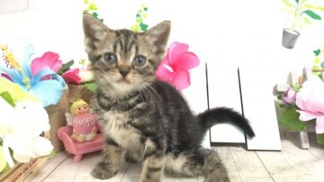 アメリカンショートヘア【埼玉県・女の子・2020年5月2日・ブラウンタビー】の写真「可愛い優しいお顔の女の子♡パパダブルチャンピオン」